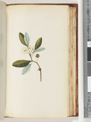 Page 146. Unidentified Plant