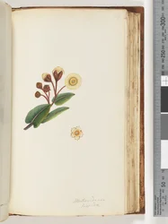 Page 147. Metrosideros Hispida