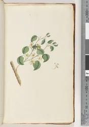 Page 14. Unidentified Plant