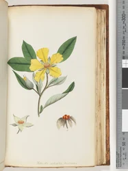 Page 154. Hibbertia Volubilis, Andrews Guinea Flower