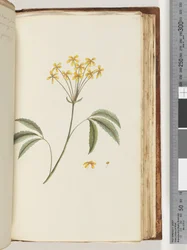 Page 158. Unidentified Plant