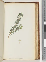 Page 159. Westringea rosmariniformis