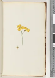 Page 15. Unidentified plant
