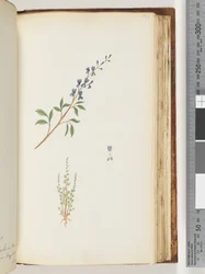 Page 163. Unidentified plant