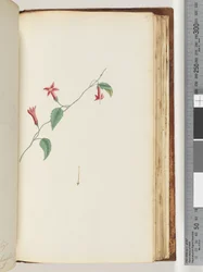Unidentified Plant
