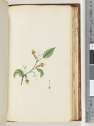 Page 168. Unidentified plant