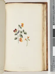 Page 180. Platylobium Formosum, Handsome Flat-pea