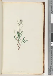 Page 18. Conospermum Longifolium, Long Leaf Coneseeds