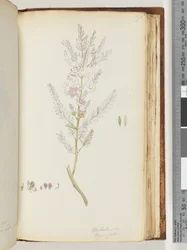 Page 190. Melaleuca thymifolia / Thyme Honey, myrtle