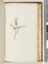 Unidentified Plant