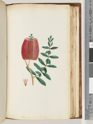 Page 193. Melaleuca hypecifolia / Red Honey Myrtle