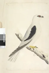 Falco, sighted in August. Black-shouldered Kite, 1791-92