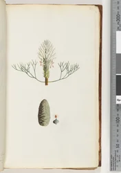 Page 20. Unnamed Plant