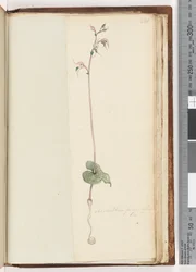 Page 221. Acianthus fornicatus Br Pixie Caps