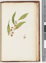 Unidentified Plant