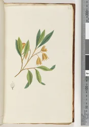 Page 22. Unidentified Plant