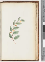 Page 232. Unidentified plant