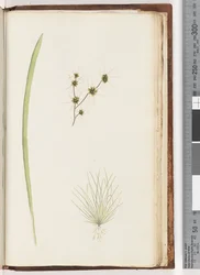 Page 234a. 1/4 Unidentified plant
