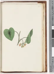 Page 235. Unidentified plant