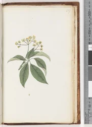 Page 237. Unidentified plant