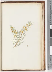 Page 239. Unidentified plant