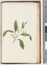 Page 240. Unidentified plant