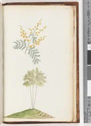 Page 243. Unnamed flowering plant