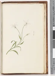Page 247. Unidentified plant
