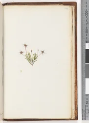 Unidentified Plant