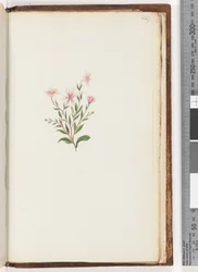 Page 249. Unidentified plant