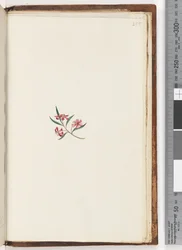 Page 255. Unidentified plant