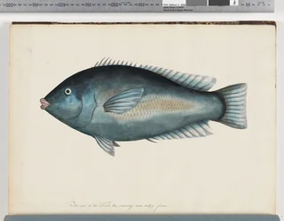 Unidentified Fish