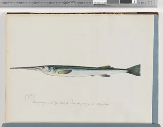 Unidentified Fish