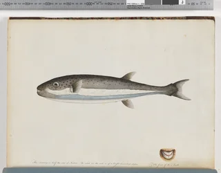 Unidentified Fish