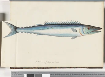 Page 32. Barracouta