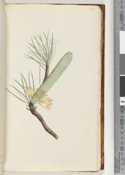 Page 33. Plant, Banksia spinulosa