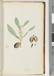 Conchium Nervosum