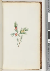 Page 38. Unidentified Plant