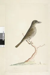 Ground Thrush, 1791-92