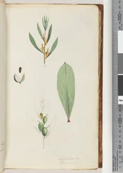 Page 42. Schraderia / Persoonia