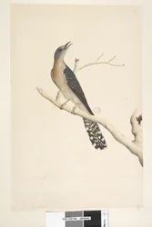 Page 44. Cuculus. Above title, in different hand: Natural size. At upper left corner in third hand: B, and at lower left: Goes with A, i.e. f.45. Fan-tailed cuckoo, Cacomantis pyrrhophanus, male, 1791-92