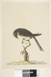 Fan-Tailed Cuckoo