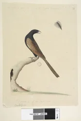 Pheasant Coucal, 1791-92