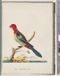 Eastern Rosella