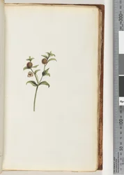 Unidentified Plant