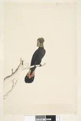 Reduced to One-Third Size Glossy Black Cockatoo