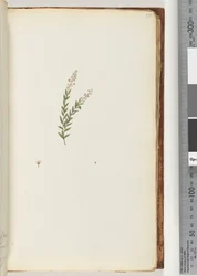 Page 50. Unidentified Plant