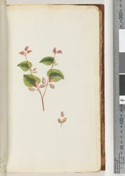 Page 55. Unidentified plant