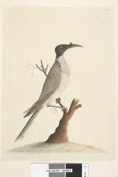 Page 55. Wer,gan or the Friar. Meliphaga Phrygia. Natural size Noisy Friarbird Philemon corniculatus