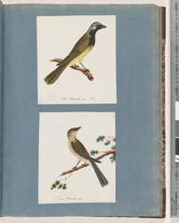 Page 56. Unidentified Bird. Turdus leucotis. 57. Red-browed Finch. Turdus new
